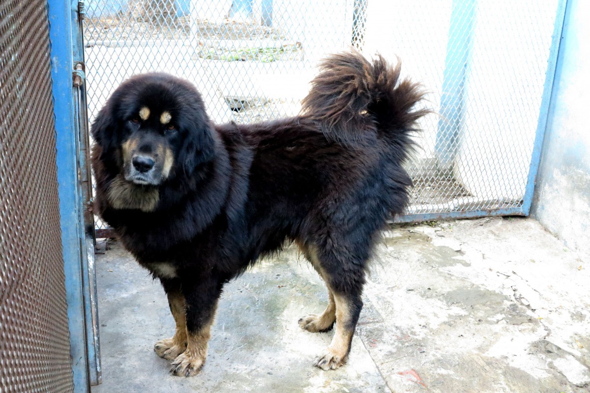 台南市動保處收容所往年收容的藏獒,都能順利送養出去。高維奇/攝