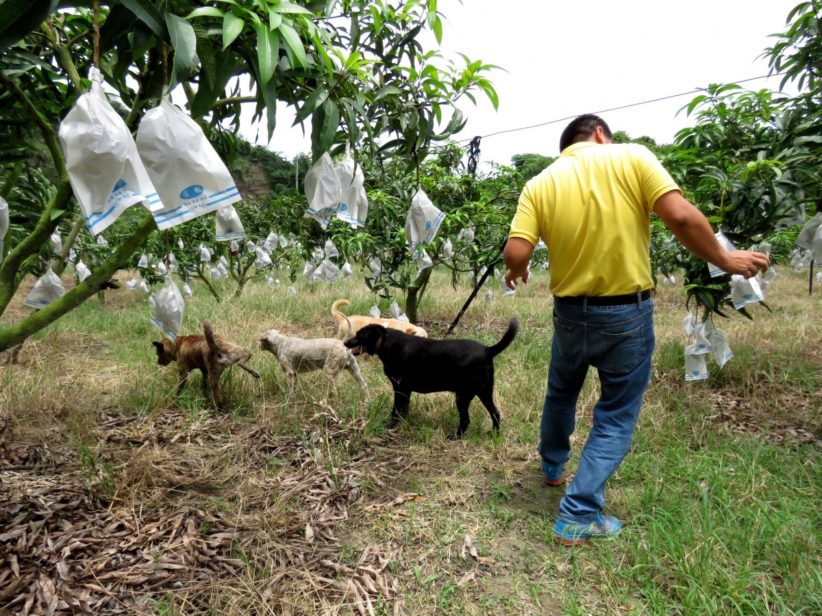 果農認養米克斯顧果園,是工作犬也是陪伴犬。 高維奇/攝