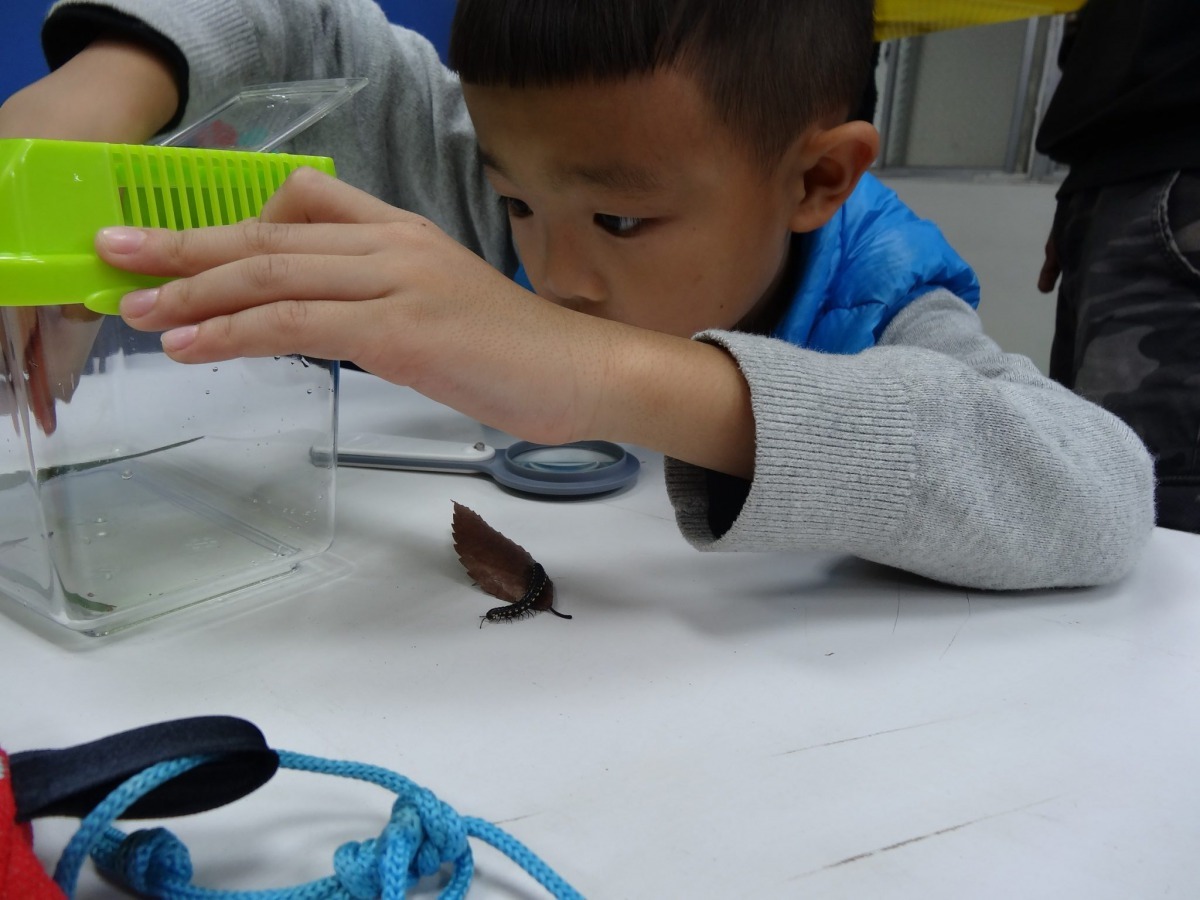 「昆蟲體驗營」學員近距離觀察昆蟲，一窺昆蟲世界的奧妙。臺北市教育局/提供