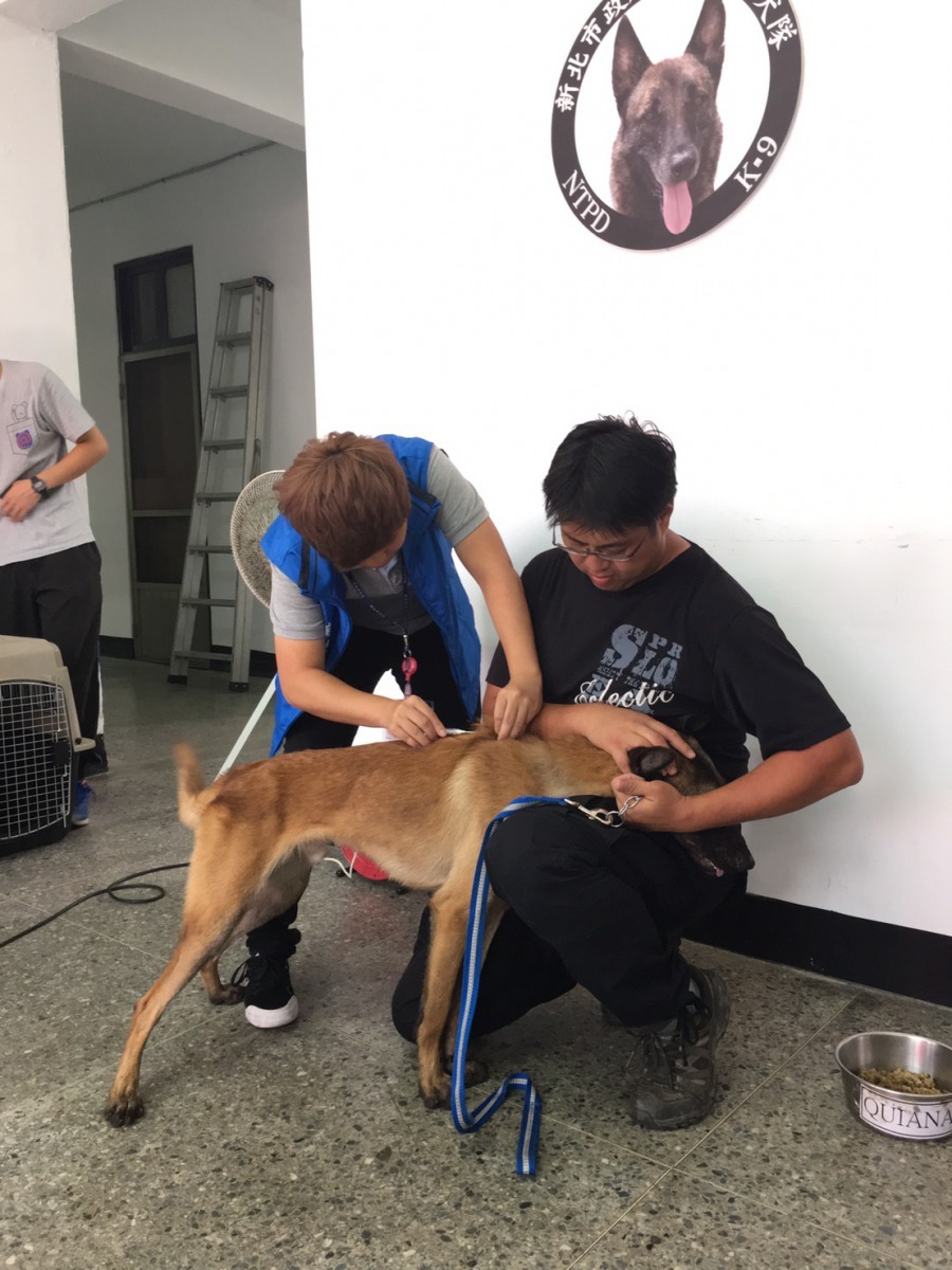 個頭大、外表勇猛的警犬在接受疫苗注射時也緊張的把頭埋在領犬員懷裡。新北市動保處/提供