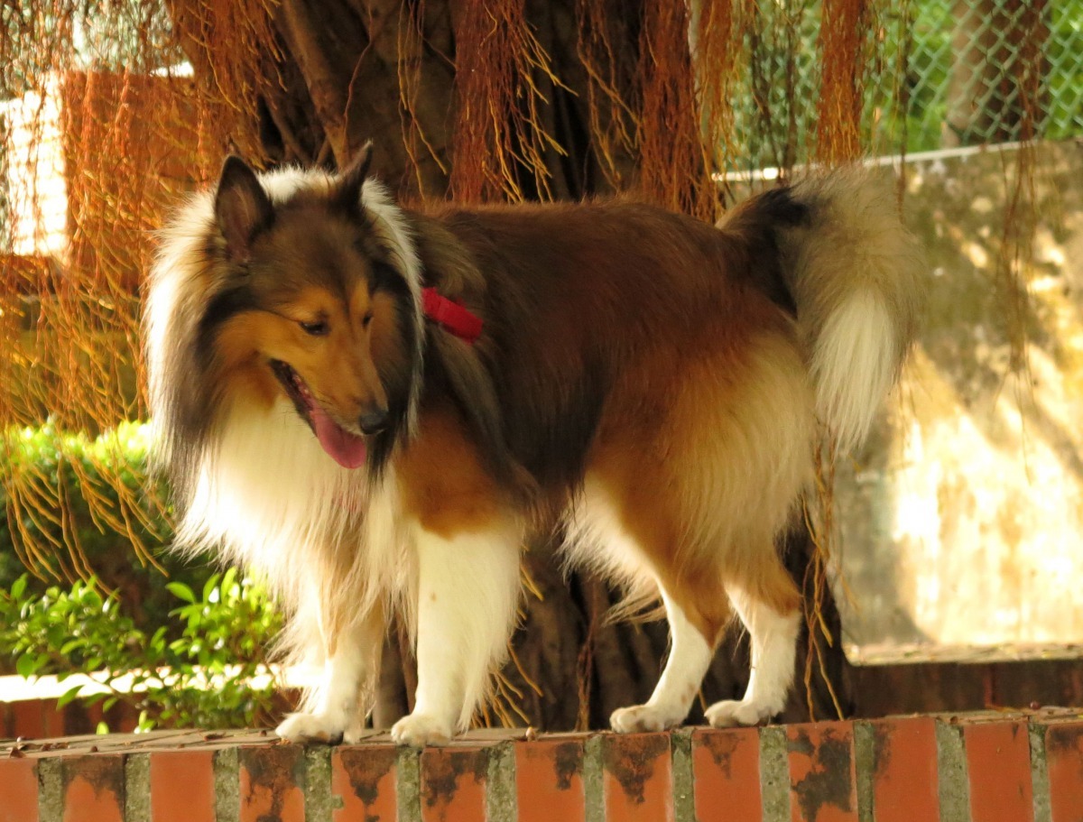 外型優雅高貴的喜樂蒂牧羊犬有「白腳底」的特徵。高維奇/攝