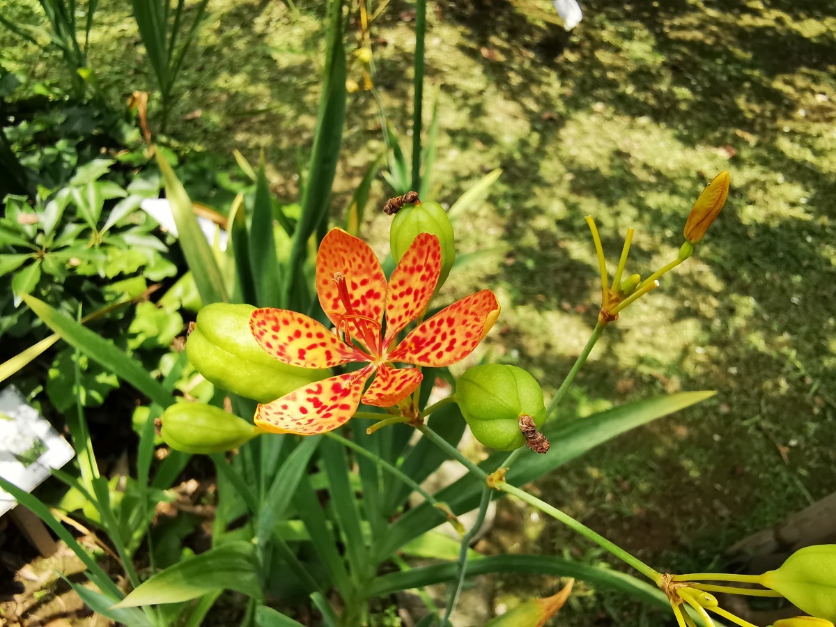 射干因花莖疏而細長，如射人(古代官名)之長竿而得名。台北市政府/提供