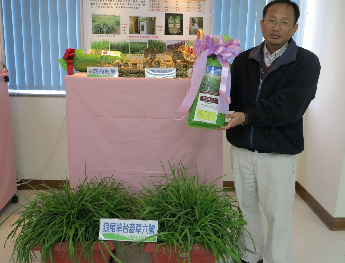 「狼尾草台畜草六號」葉片乾燥後，可保持鮮綠及香氣，以乾草編成球狀及動物造型，質樸可愛。高維奇/攝