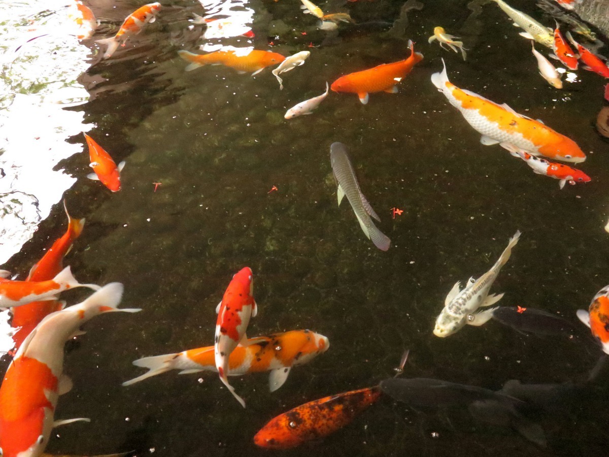 養魚即養水，必須有功能完善的水質過濾系統才能養出漂亮健康的魚。高維奇/攝