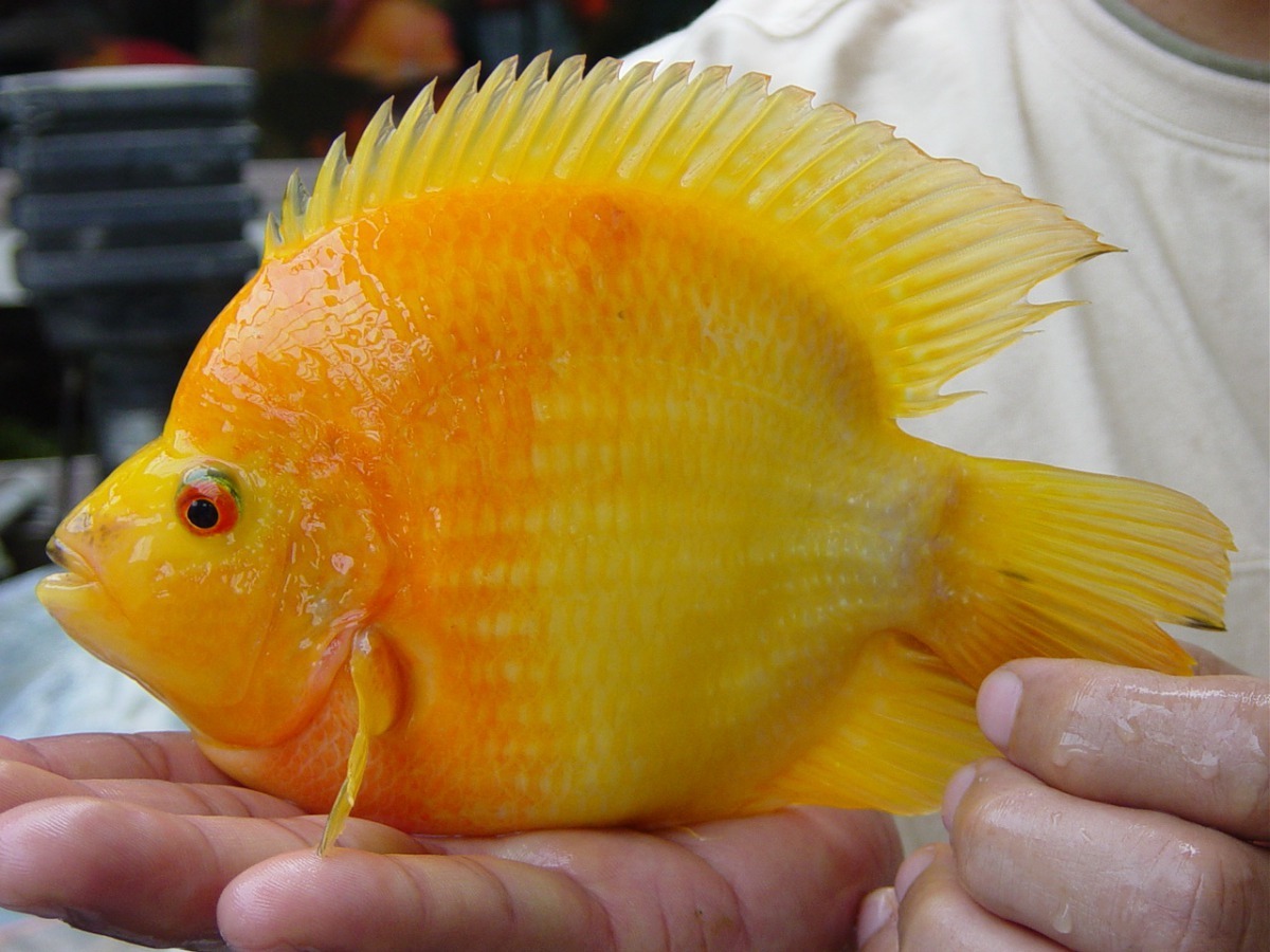 要養漂亮的觀賞魚，需要經驗累積。高維奇/攝