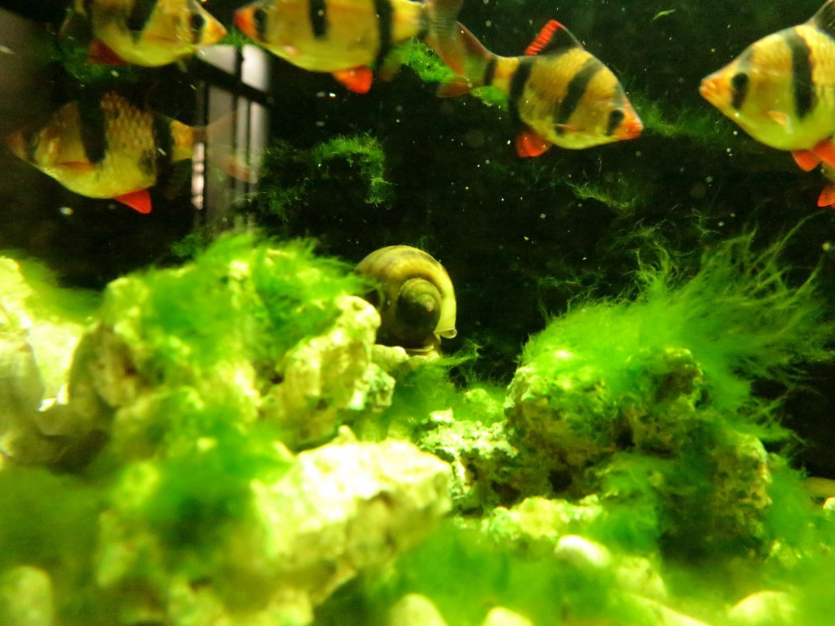 水族箱中原本長滿藻類，飼主放一粒福壽螺除藻。高維奇/攝