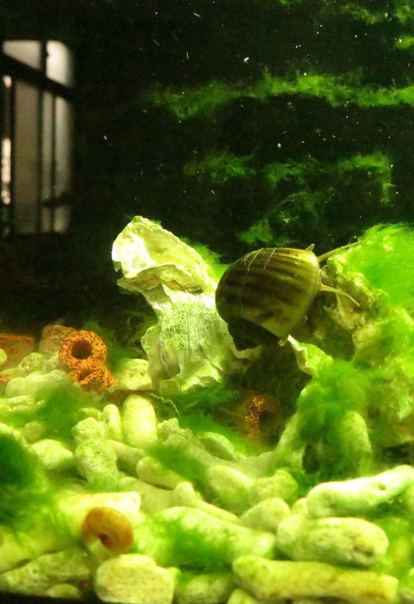 福壽螺放入室內水族箱一星期後藻類清除不少。高維奇/攝