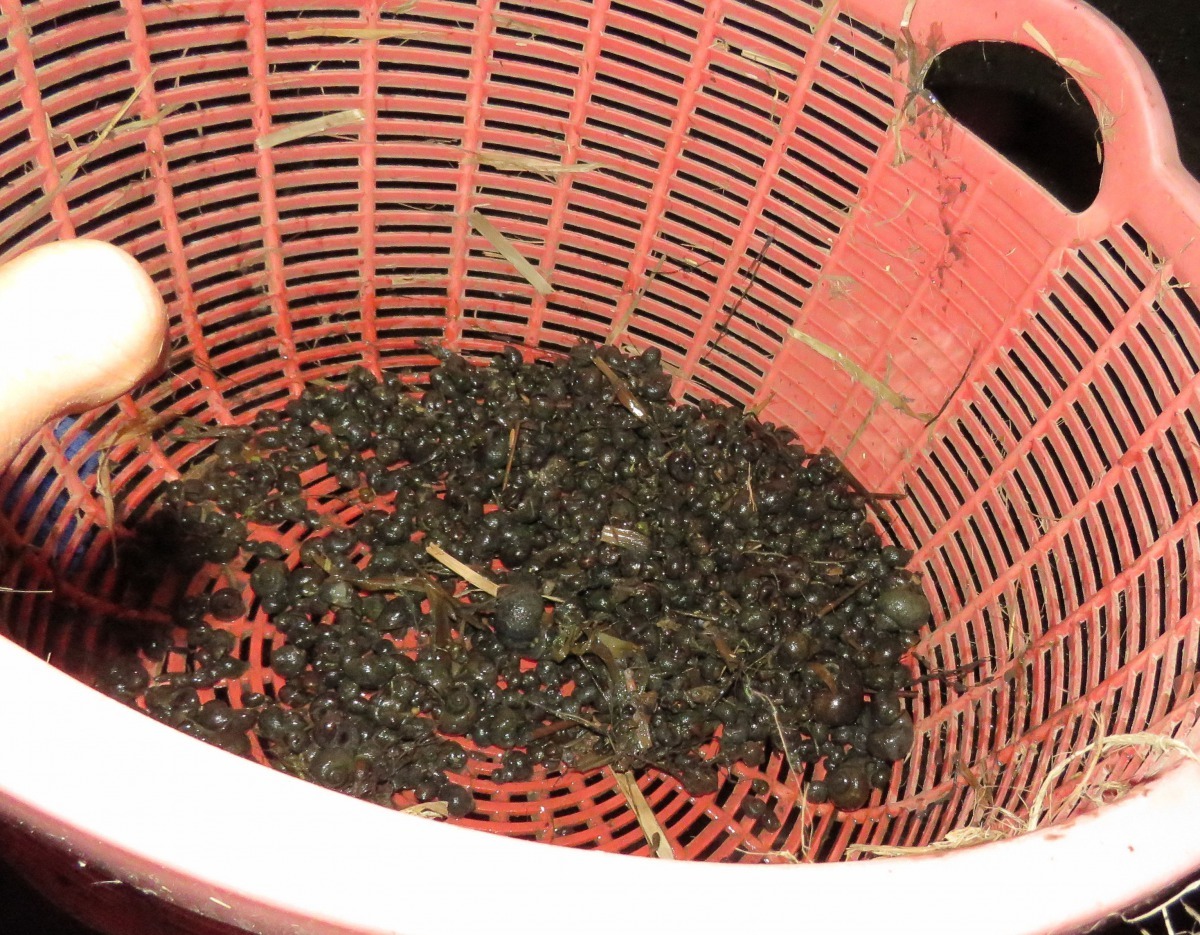 目前福壽螺用於釣餌的數量很大，有專業人士在捕撈。高維奇/攝