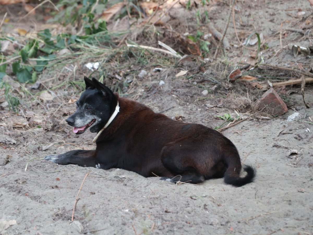 漁光島希望將來能像台中清水的「貓村」那樣，漁光島也能變成以狗為主題的「狗島」觀光區。高維奇/攝