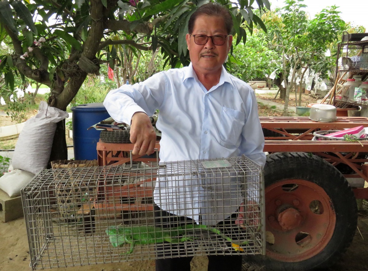 台南市關懷動物生命協會理事長蔡登雲在農舍門口捕捉到一隻近1公尺的綠鬣蜥。高維奇/攝
