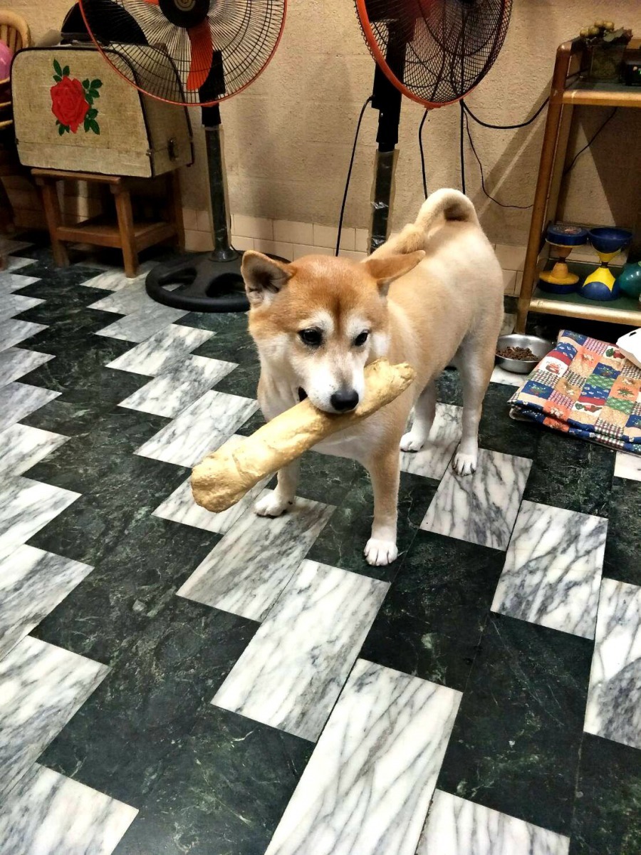 聽到郵差朋友的機車聲，仔仔趕忙咬起狗骨頭到門口迎接。圖／周嘉卿提供