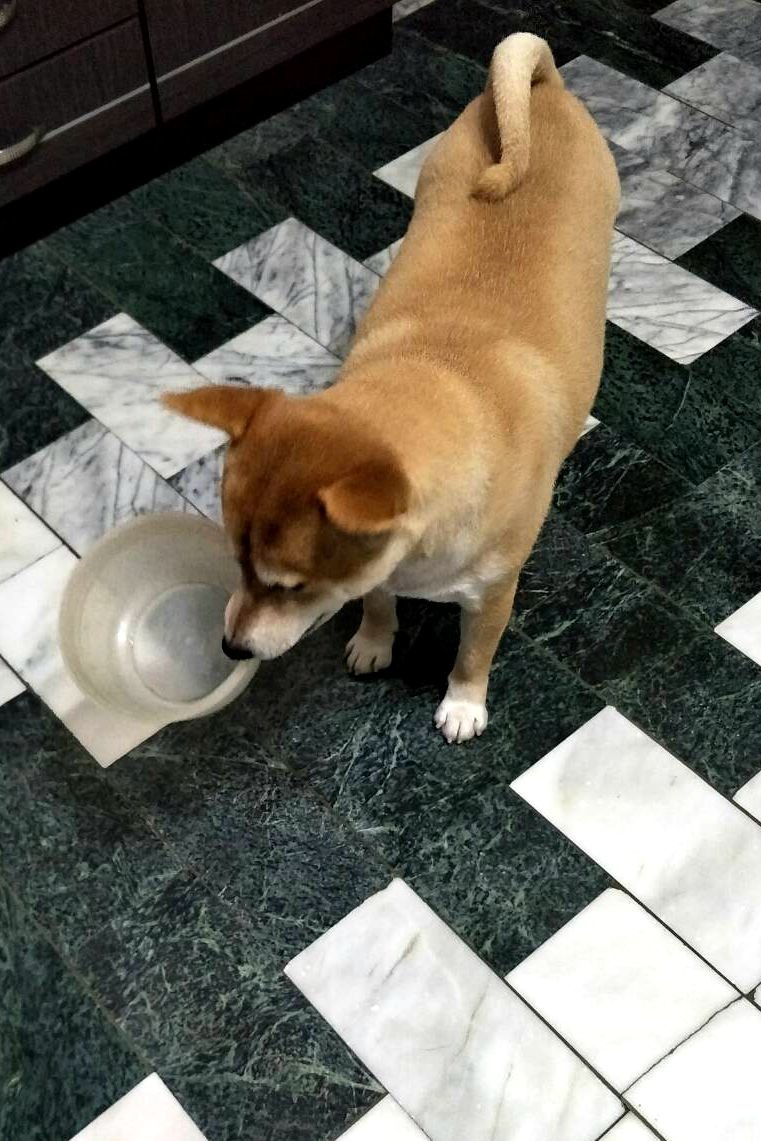 水喝玩了，仔仔會咬水盆給家人看。 圖／周嘉卿提供