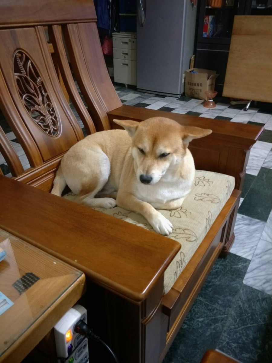 黃清平上班後，仔仔就占著主人椅當老大。圖／周嘉卿提供