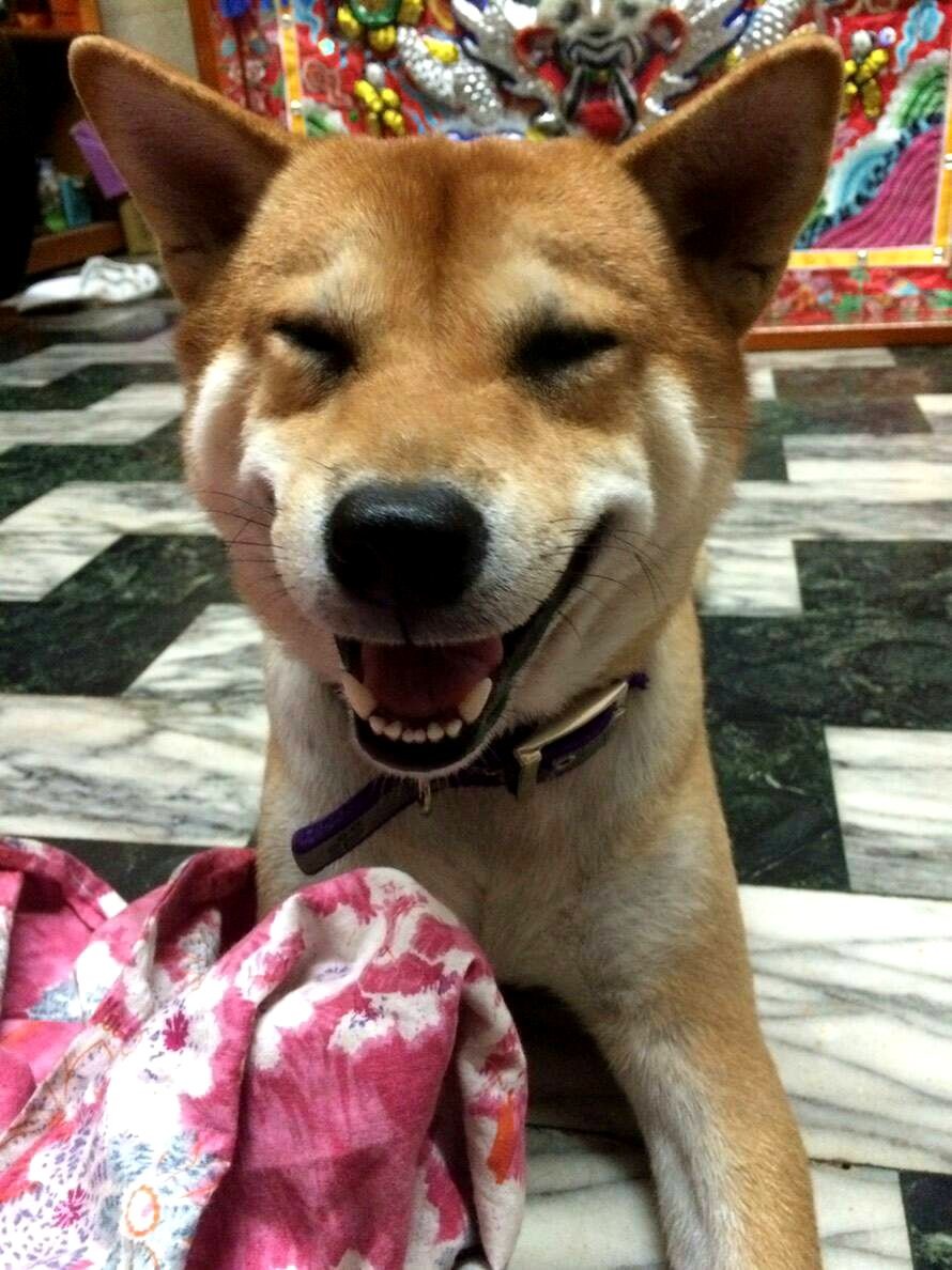 仔仔的喜怒哀樂，帶給家人無限歡樂。圖／周嘉卿提供