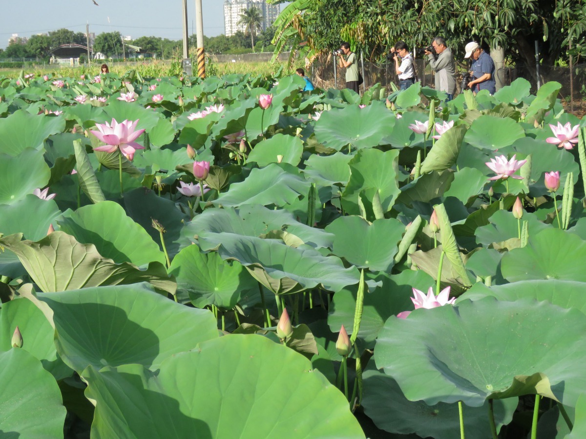 蓮田開花吸引民眾賞蓮及攝影愛好者。高維奇/攝