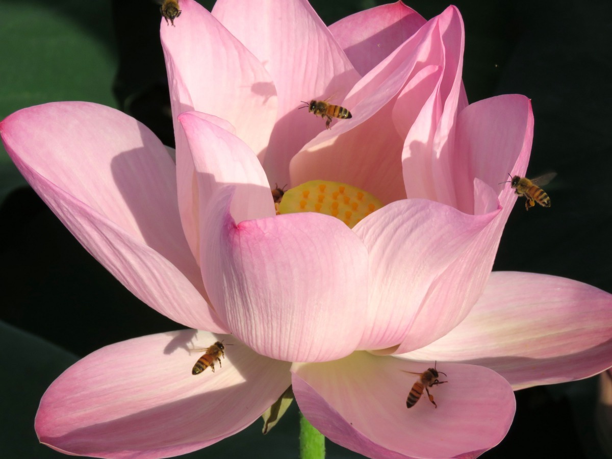 蜜蜂忙著採蜜，更是攝影師的模特兒。高維奇/攝