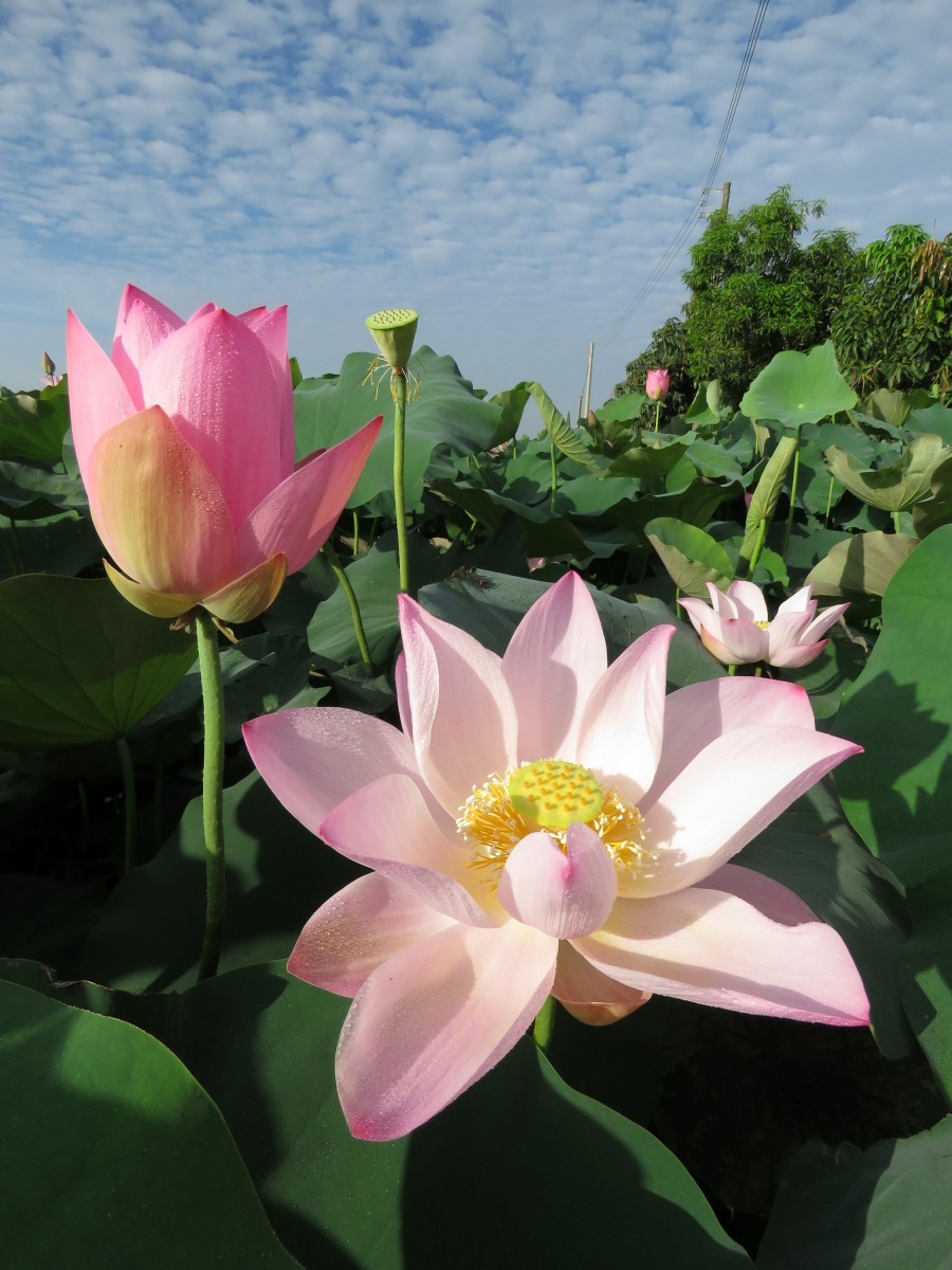 蓮花清晨5、6點開花，中午花朵就閉合，因此賞花要趁早。高維奇/攝