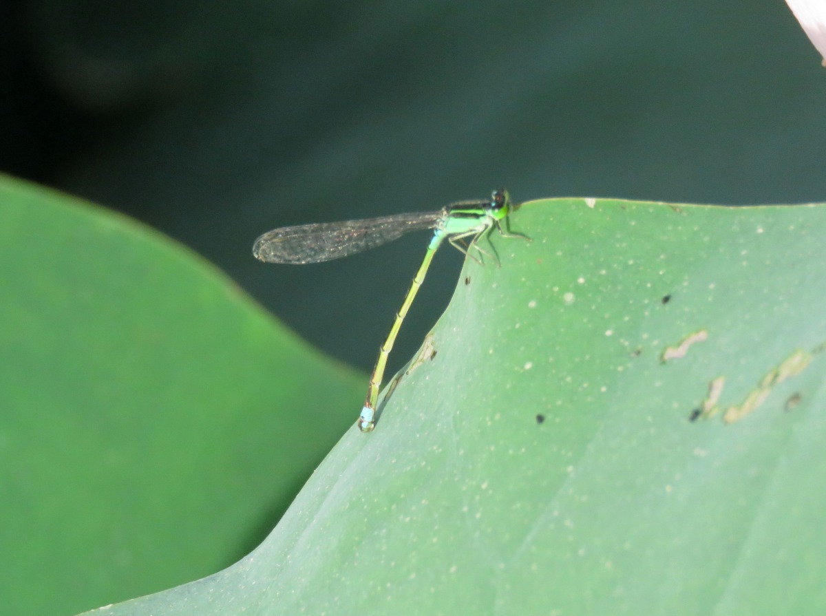 在蓮田中活動的豆娘。高維奇/攝