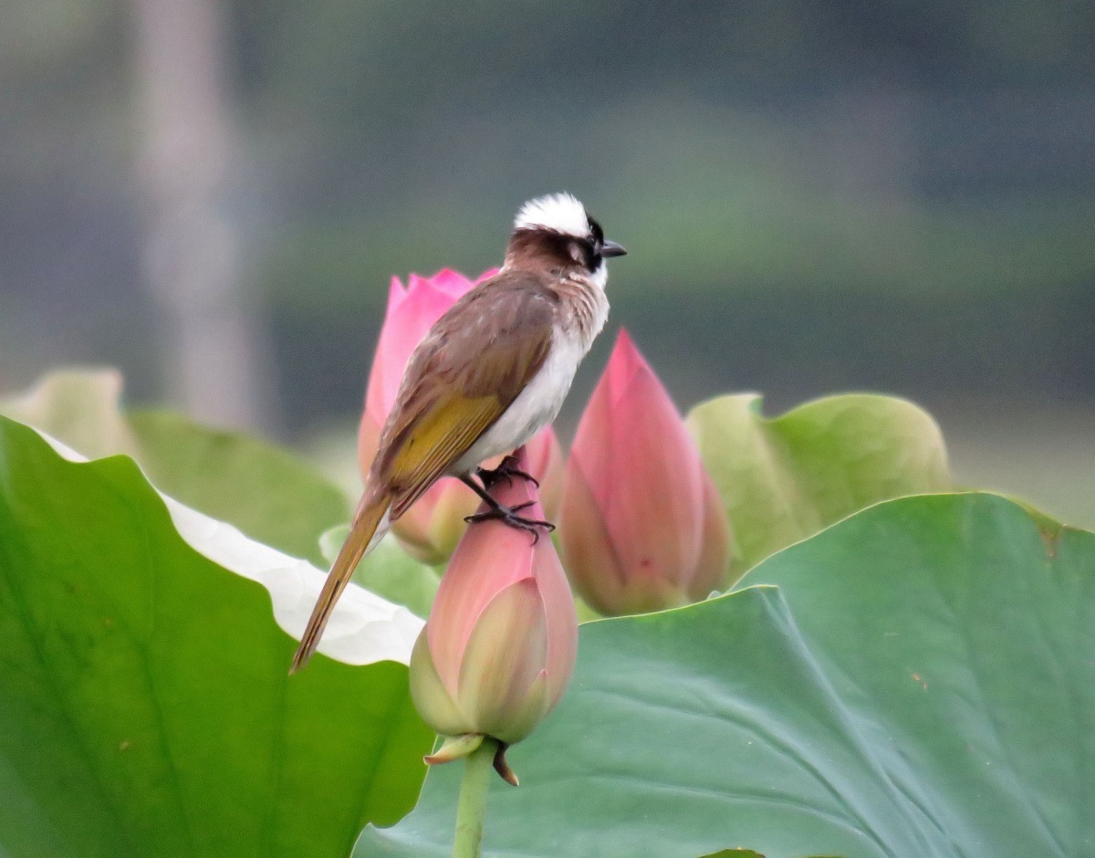 野鳥獵食蓮田的昆蟲，也是攝影家入鏡的對象。高維奇/攝