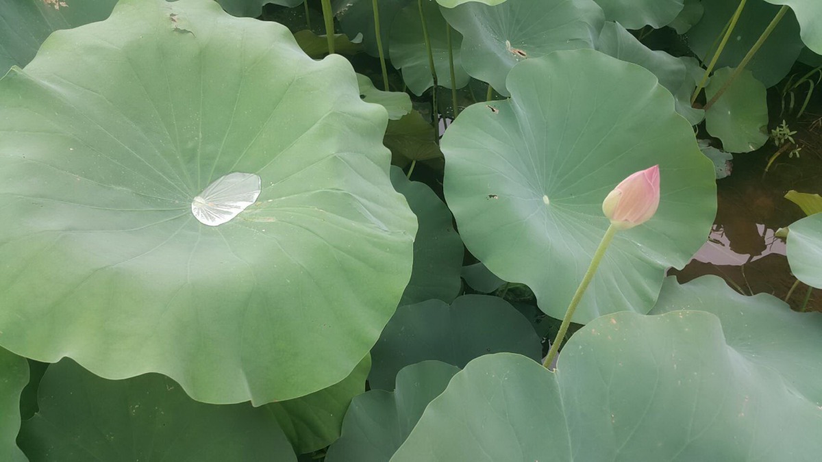 蓮葉面有細突起，雨後水滴落在上面會形成水珠。高維奇/攝