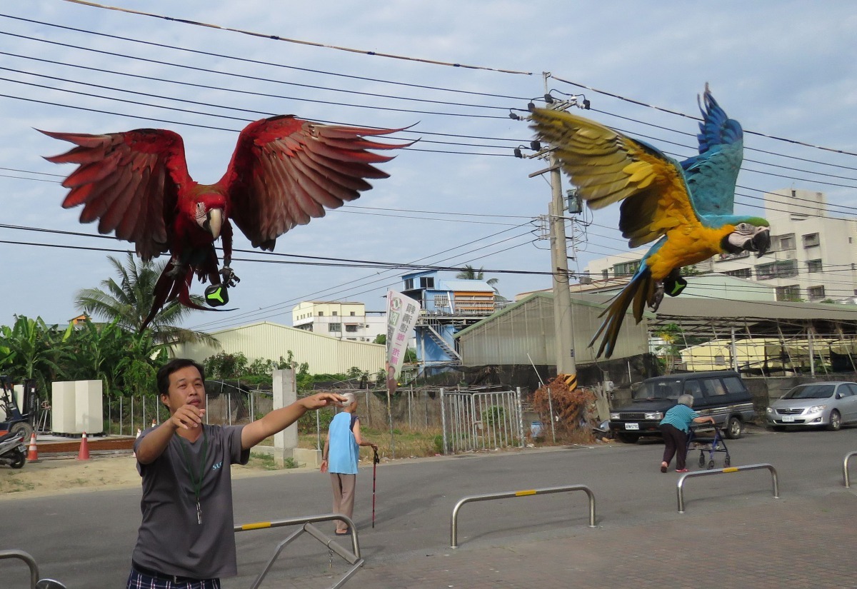 鸚鵡藉著放飛自由飛翔舒展筋骨，促進身心健康。高維奇/攝