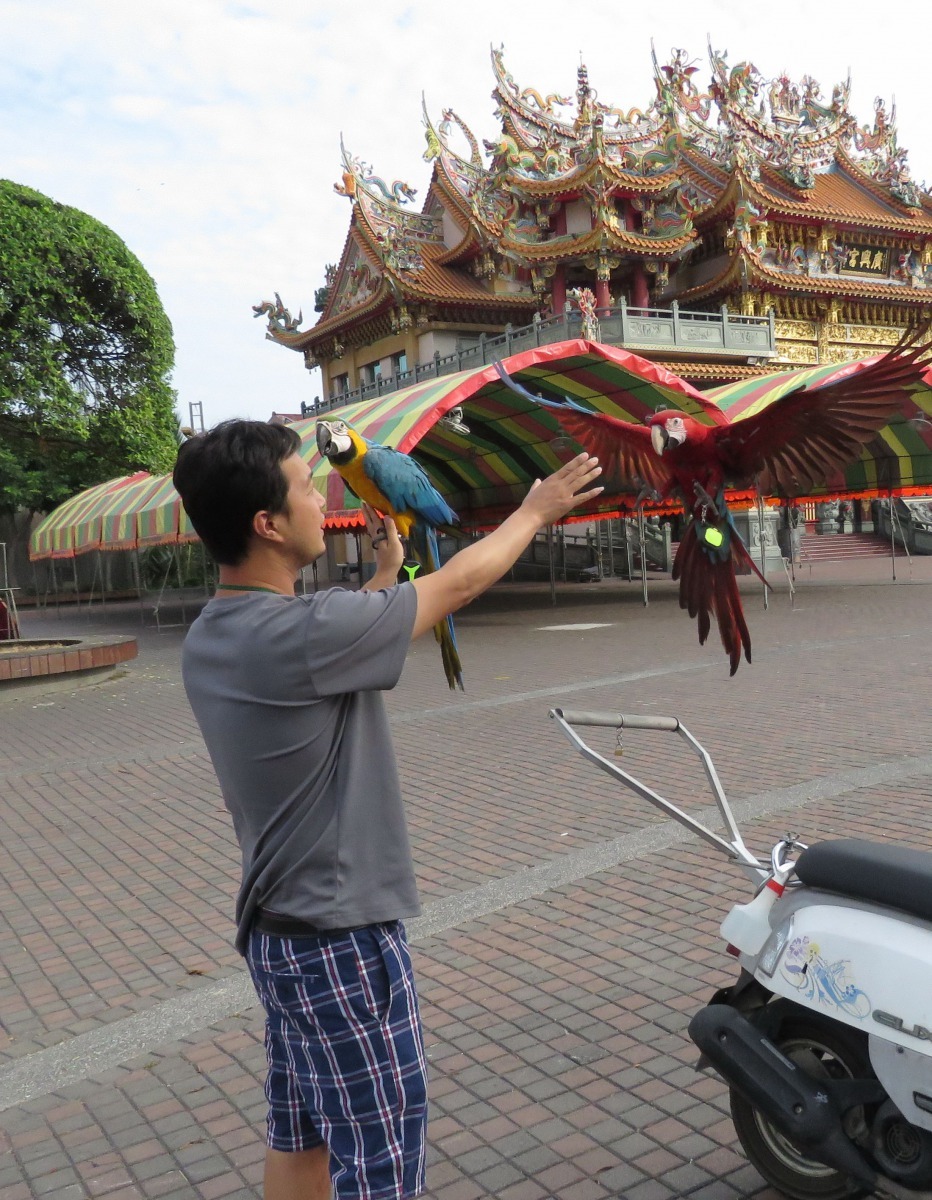 訓練有素的鸚鵡放飛出去，能預期飛回主人身邊。高維奇/攝