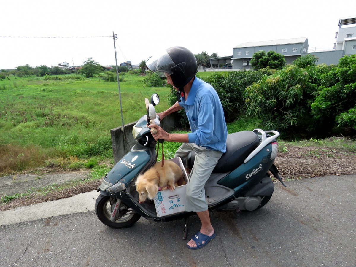 汪茂昌家人每天騎機車載小六到田野大小便，絕對不讓狗在社區遊蕩。高維奇／攝