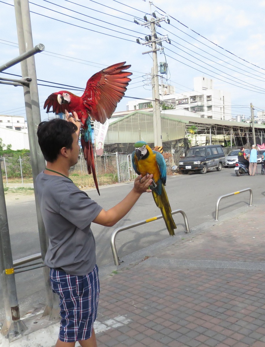 放飛場地由簡入繁，先選擇空曠地，熟練後再選擇障礙物多人多的地點。高維奇/攝