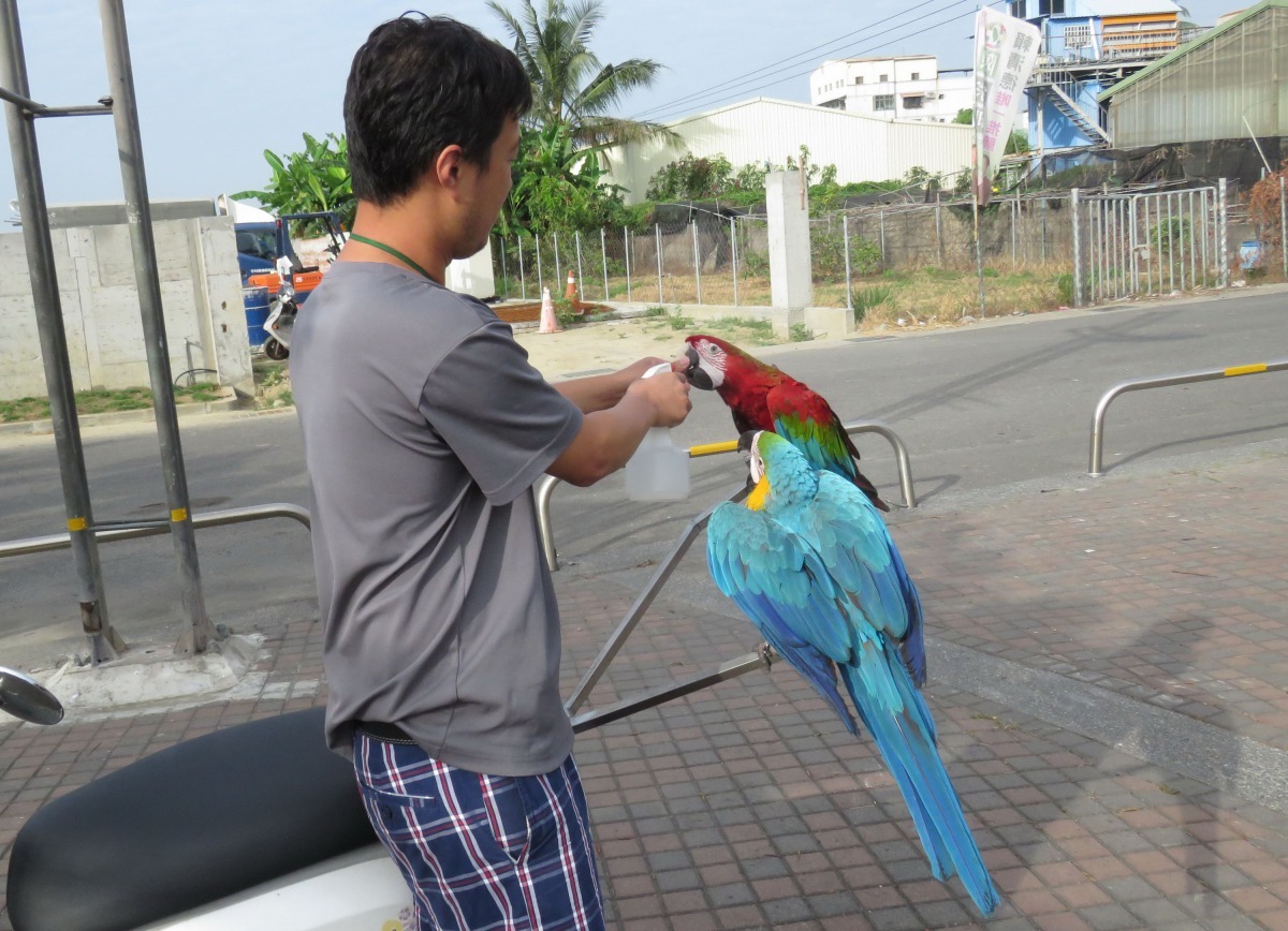 放飛後向鸚鵡噴水並餵水。高維奇/攝