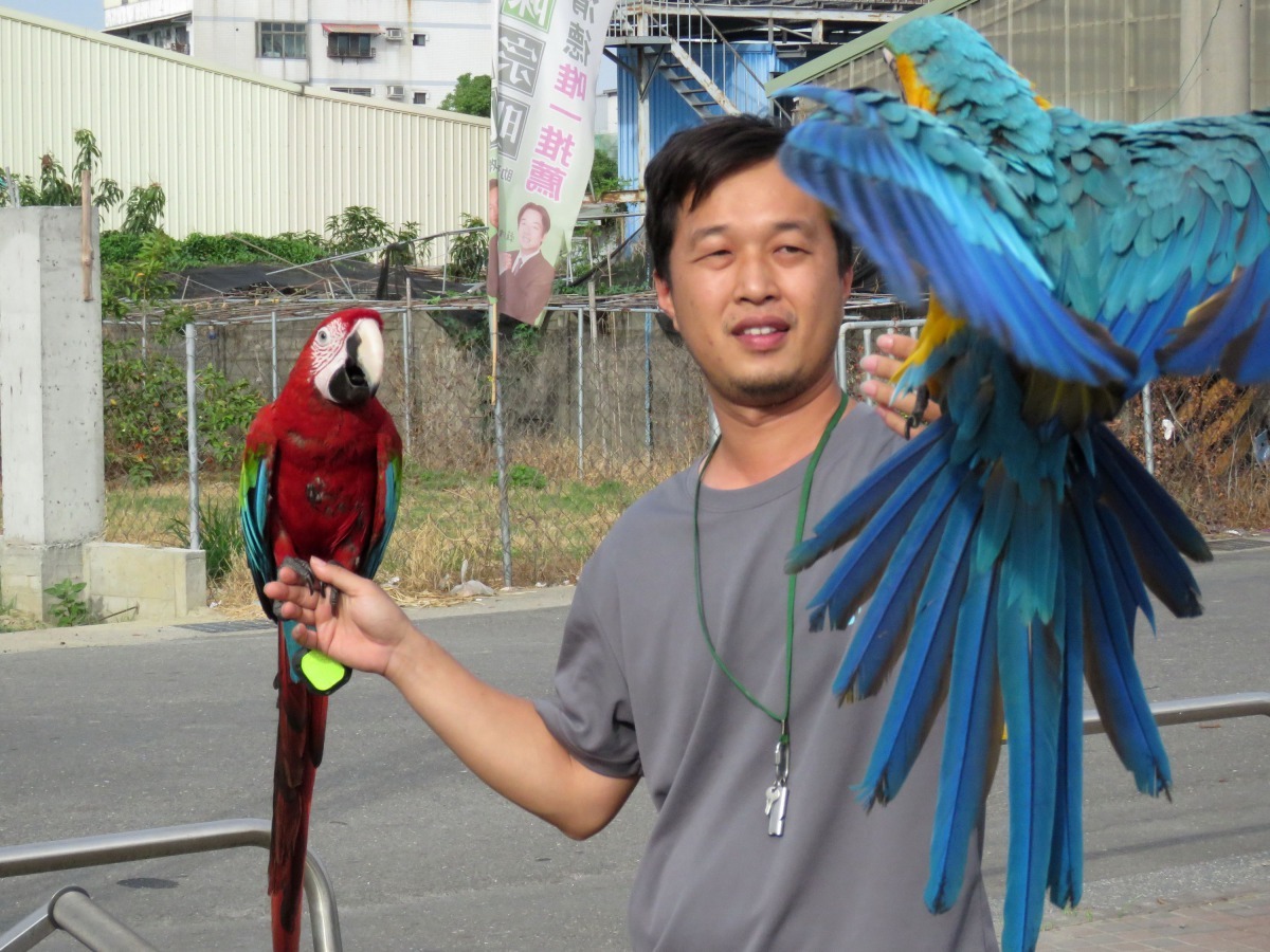 鸚鵡放飛豐富沈高祥的生活。高維奇/攝