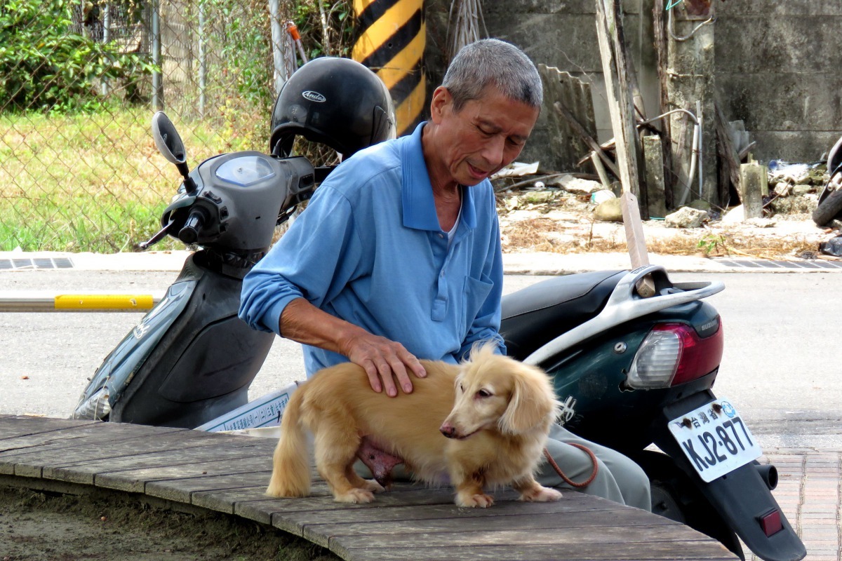 已14年高齡的小六，受到汪茂昌人細心照顧，仍健康不見老態。高維奇／攝