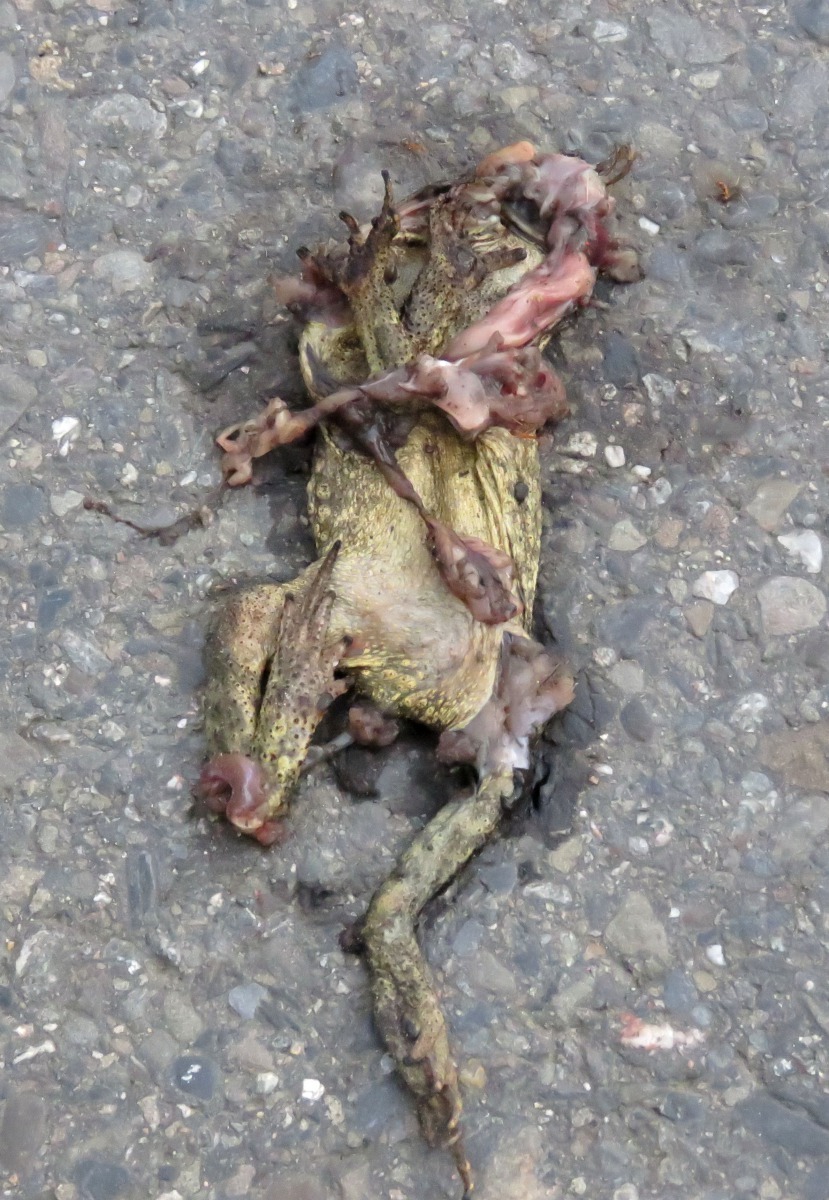 蟾蜍在交配期穿越道路被壓死。高維奇/攝