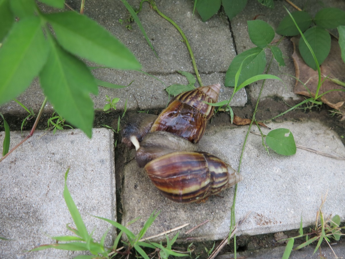 下雨環境過於潮濕，蝸牛會往乾燥處移動，在道路上覓食、交配，很容易被車子壓死。高維奇/攝