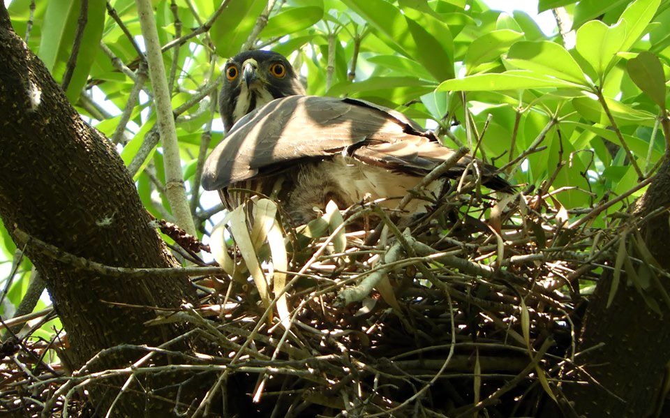鄭惠陽在億載金城追蹤5年的鳳頭蒼鷹，圖為鳥夫妻的母鳳頭蒼鷹。圖／鄭惠陽提供