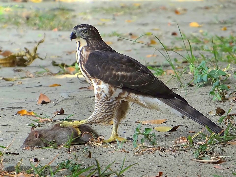 鄭惠陽精確拍攝到鳳頭蒼鷹捕抓到老鼠的畫面。圖／鄭惠陽提供