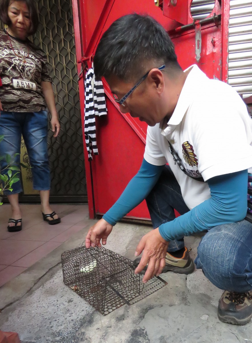 有人通報松鼠闖入民宅咬人，台南市動保處管制隊人員前往協助裝設誘捕籠。高維奇/攝