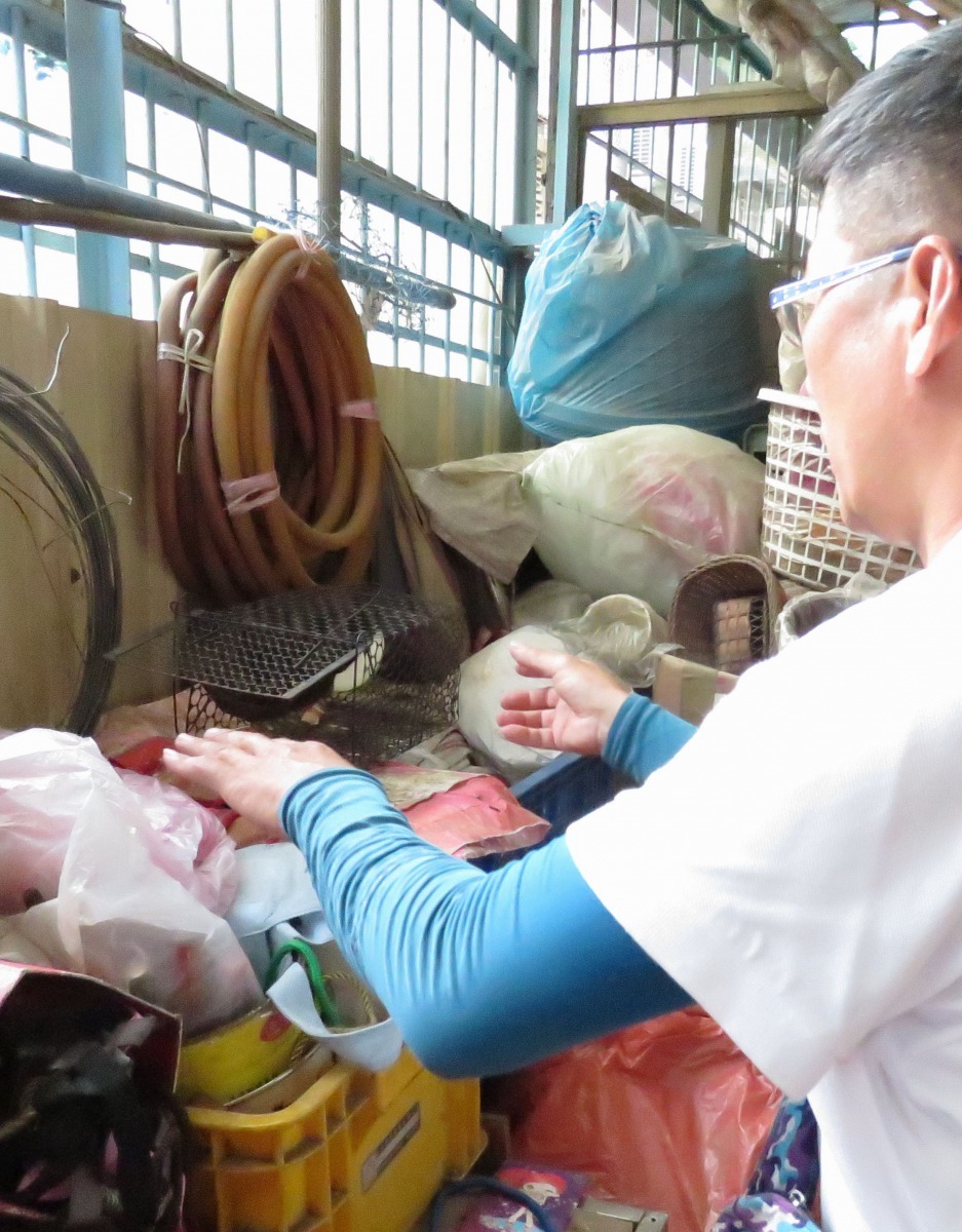 咬人的松鼠似乎很機靈，對於捕鼠籠內的美味水果碰都不碰。高維奇/攝