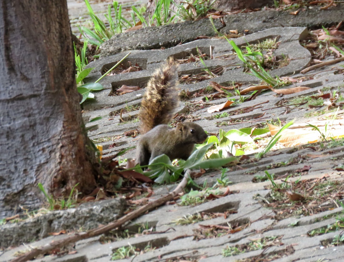 永祥公園的松鼠有人餵養。高維奇/攝