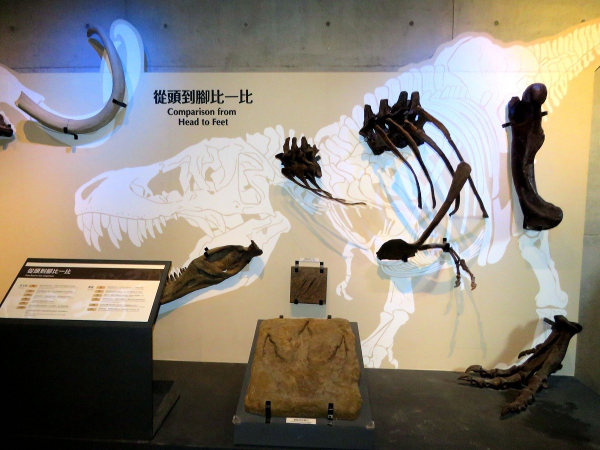 走一趟生命演化館，見證生命演化的繁盛與衰落。高維奇／攝