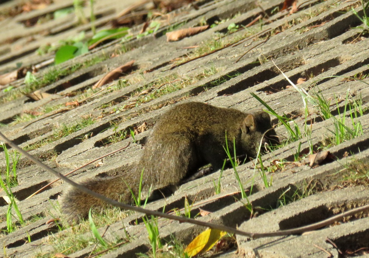 公園內可供松鼠採集的天然食物不多，都靠人為餵養，這隻松鼠在尋找民眾餵養的殘餘食物。高維奇/攝