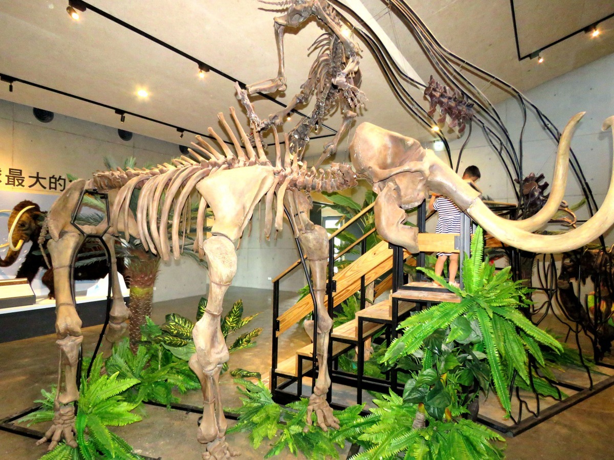 與原始的生物一同出發，來一趟數十億年生命演化之旅。高維奇／攝