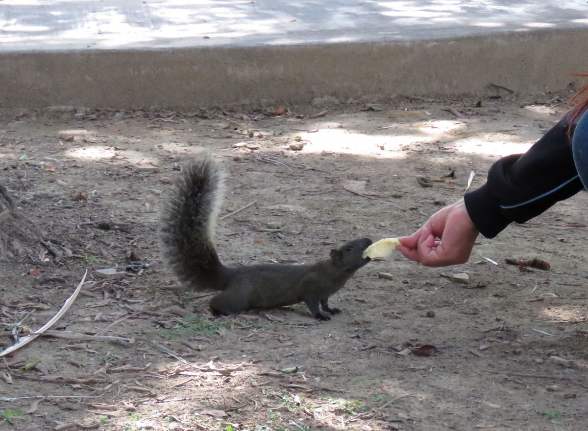 公園內餵松鼠非常普遍，久而讓松鼠的覓食行為改變。高維奇/攝