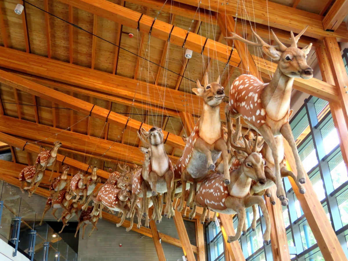 奔馳跳躍的梅花鹿群，見證四百年前西拉雅人生活場景。高維奇／攝