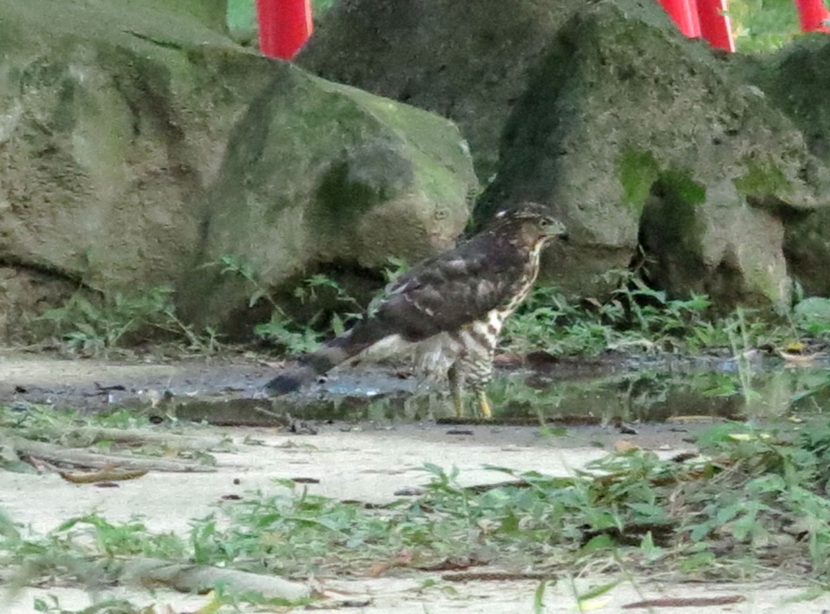 鳳頭蒼鷹可以生活於都會區，是台灣常見的猛禽。高維奇/攝