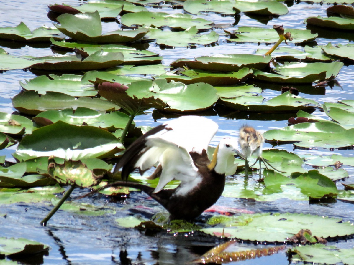 台南市水雉生態教育園區復育成果績效卓著。高維奇/攝