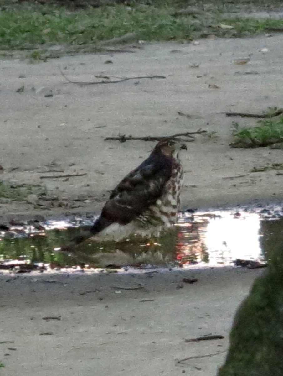 這隻鳳頭蒼鷹每天下午會到積水處喝水，可以近距離觀察。高維奇/攝