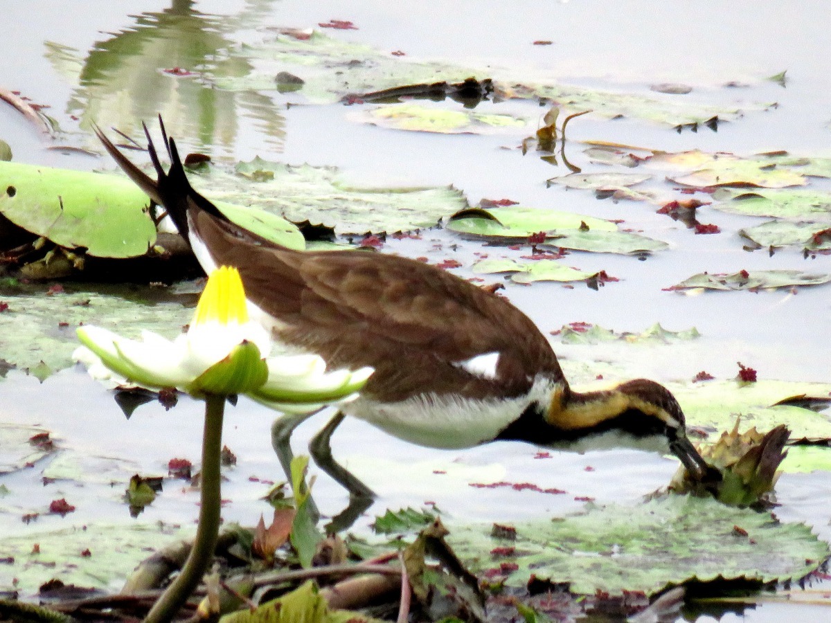 水雉為野保法公告之珍貴稀有保育類野生動物。高維奇/攝