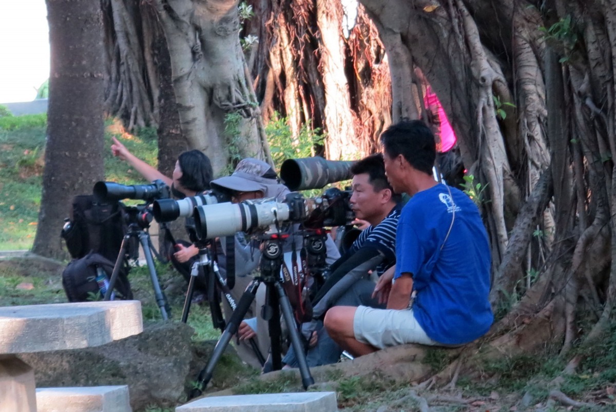 鳳頭蒼應出現之處常吸引鳥友聚集拍攝、觀察。 高維奇/攝  