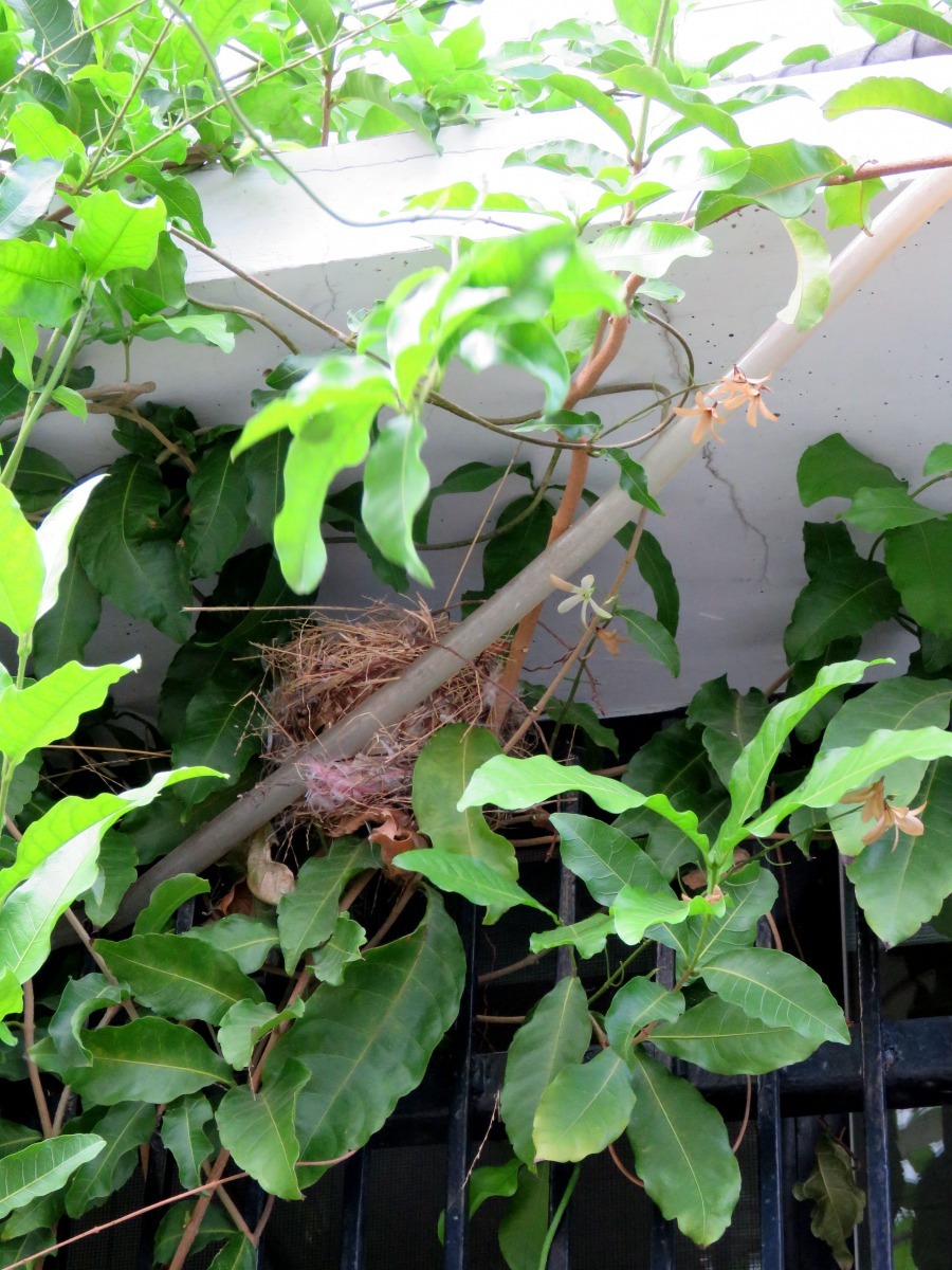 白頭翁常在窗簷下鐵窗與玻璃窗之間的空間築巢育雛。高維奇／攝