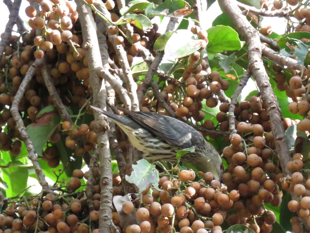 長實滿樹的茄苳子吸引野鳥覓食。高維奇/攝